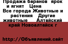 Продажа баранов, ярок и ягнят › Цена ­ 3 500 - Все города Животные и растения » Другие животные   . Алтайский край,Новоалтайск г.